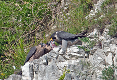 Peregrine Falcons-Falco peregrinus 