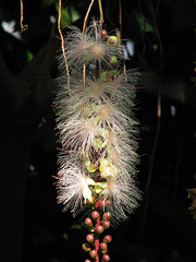 Lecythidaceae サガリバナ科