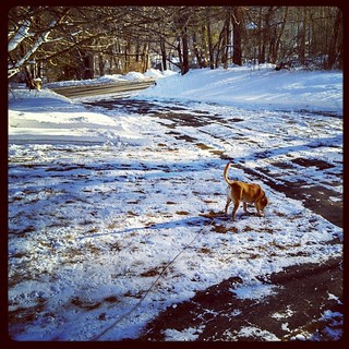 Good Morning! Sophie loves the #snow #dogstagram #instadog #newengland