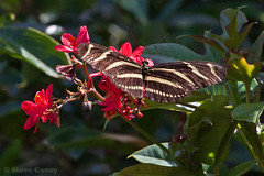 Florida Butterflies (and moth!)