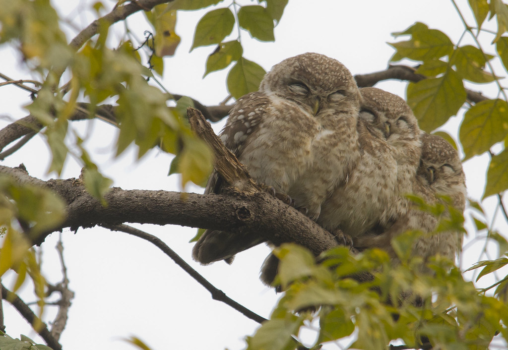14_01_20143522056239_spotted_owls_crop