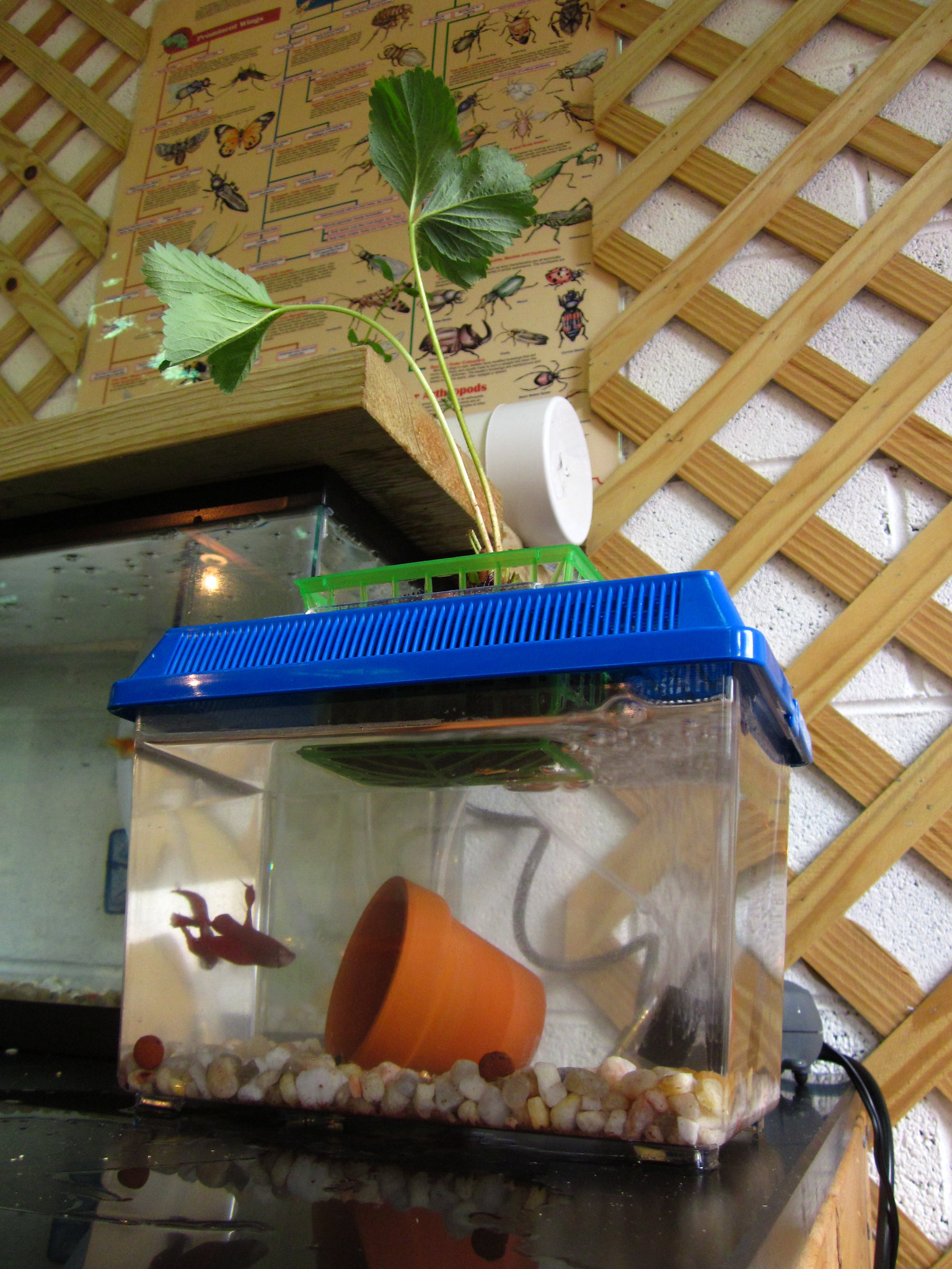 The Thrifty Gardener: Mini Aquaponics -- Small in Size and Expense