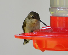 The territorial hummingbird