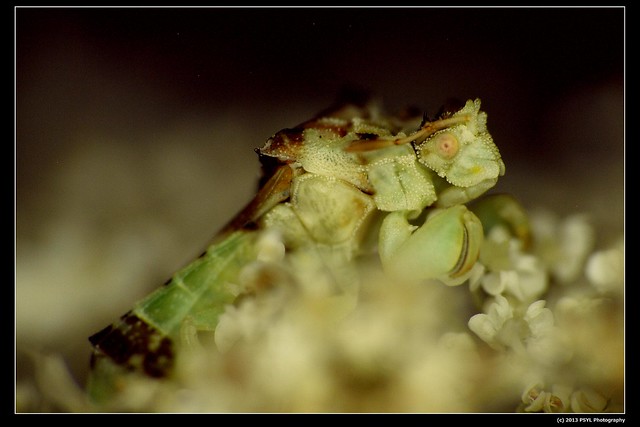 Jagged Ambush Bug (Subfamily Phymatinae)