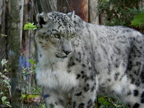 全球喀什米爾羊毛市場的成長威脅雪豹的生存。圖片來源：http://www.flickr.com/photos/53741885@N00/8429998299，本圖符合CC授權使用。