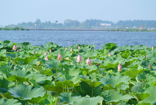 Lake Biwako 2013.8.16 at Karasuma Peninsula (2)