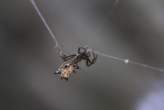 Prehistoric Spider (Spiny Orb Weaver)