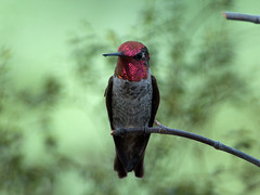 Hummingbirds, SE Arizona