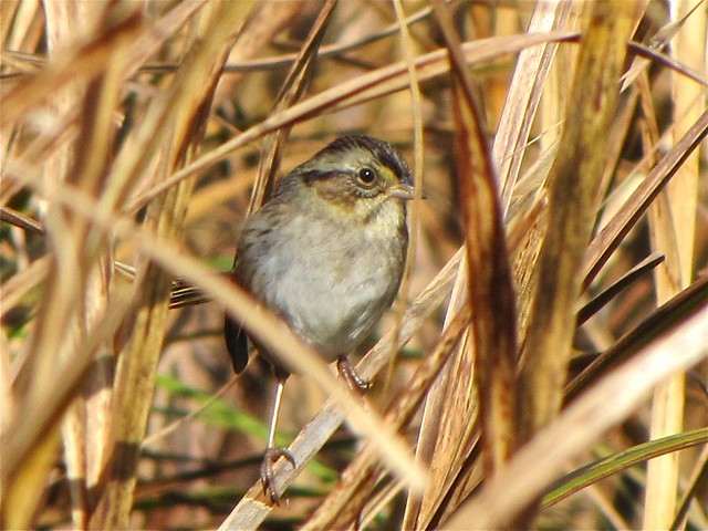 Swamp Sparrow at Goose Lake Prairie State Park in Grundy County, IL