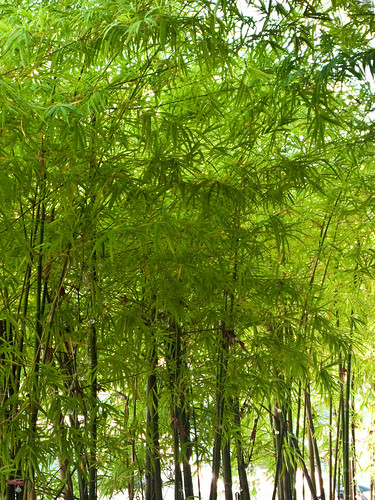 IMG_2658 竹 - bamboo