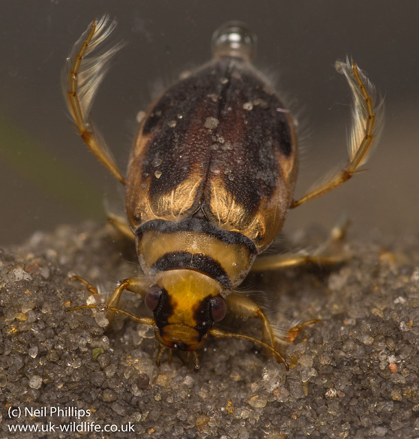 screech beetle-2