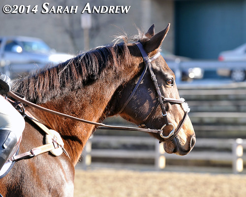 Retired Racehorse Training Project 2014: Stars of the Thoroughbred Makeover at the Maryland Horse World Expo
