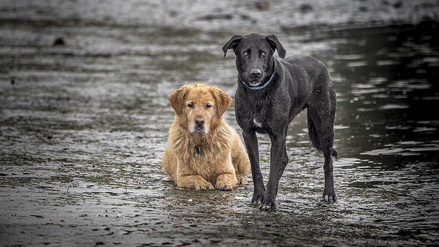 Two Dogs Waiting for their Master