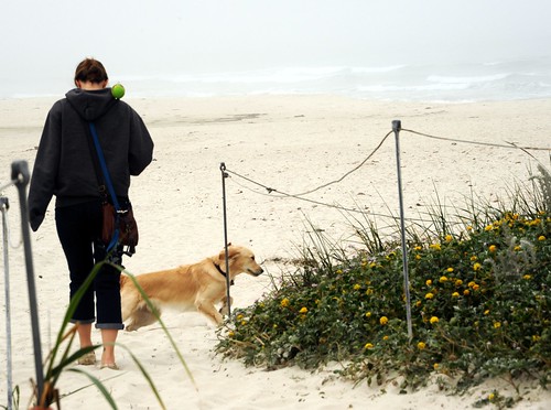 Excitement! A dog getting ready to train her friend to throw the ball, white sands, yellow flowers, dog friendly beach, Pacific Ocean, Asilomar State Beach, Pacific Grove, California, USA by Wonderlane