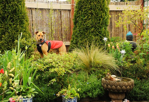 Rosie in the spring, wearing her red raincoat, bamboo fence, Buddha statue, statue, potted plants, A Garden for the Buddha, Seattle, Washington, USA by Wonderlane