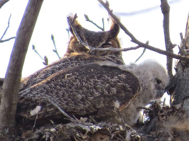 Great Horned Owl at Evergreen Lake 02