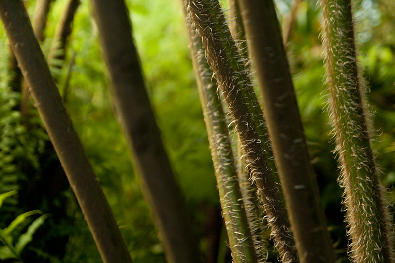 Conservatory hairy stem