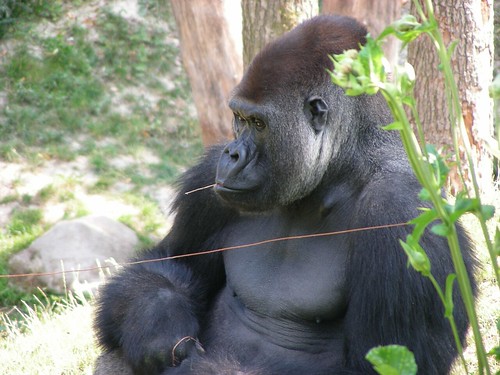Zoo Schmiding: Gorillas 16 by W i l l a r d