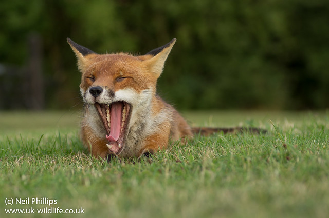 lying down fox yawn-3
