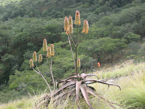 Aloe cameronii - Vumba 1 by tonrulkens