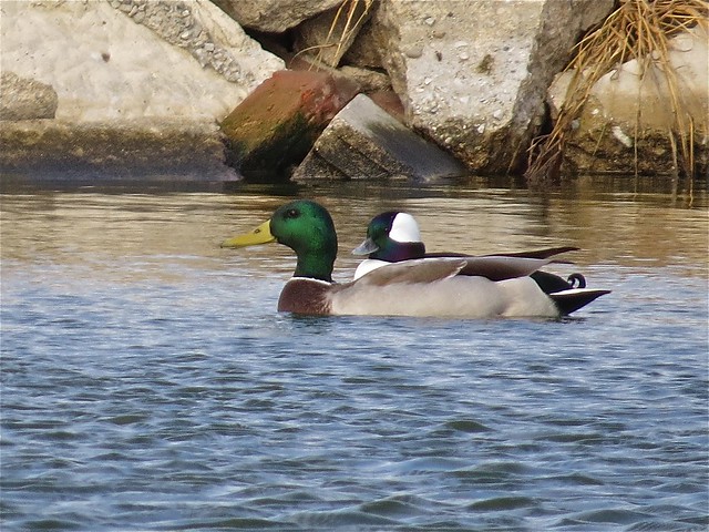 Mallard and Bufflehead at Gridley Wastewater Treatment Ponds in McLean County, IL 01