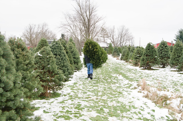 20131201-Cutting-a-Christmas-Tree-2125
