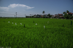 Rural Hoi An Vietnam