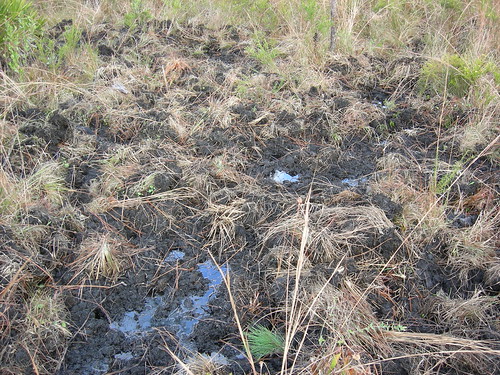 Feral swine rooting and wallowing activities at one of the many Avon Park Air Force Range archaeological sites in Florida. Photo by USDA Wildlife Services.