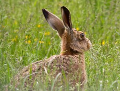 Hares & Rabbits