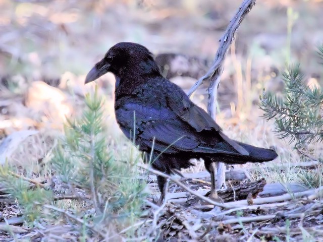 Common Raven adult 20130618
