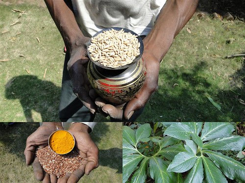 Medicinal Rice Formulations for Diabetes Complications and Heart Diseases (TH Group-38) from Pankaj Oudhia’s Medicinal Plant Database by Pankaj Oudhia