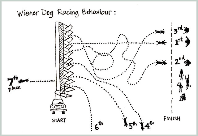 Wiener Dog Racing Behaviour
