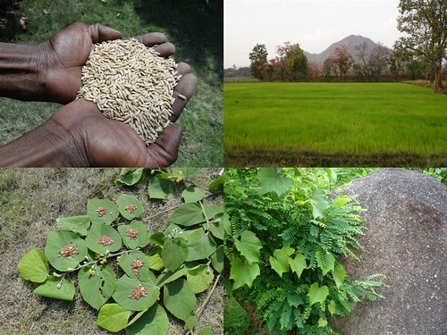 Medicinal Rice Formulations for Diabetes Complications, Heart and Liver Diseases (TH Group-71) from Pankaj Oudhia’s Medicinal Plant Database by Pankaj Oudhia