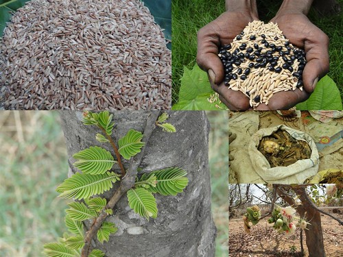 Indigenous Medicinal Rice Formulations for Cancer and Diabetes Complications, Heart, Spleen and Kidney Diseases (TH Group-110) from Pankaj Oudhia’s Medicinal Plant Database by Pankaj Oudhia