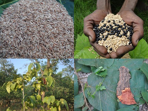 Indigenous Medicinal Rice Formulations for Pancreas Revitalization and Cancer and Diabetes Complications (TH Group-121) from Pankaj Oudhia’s Medicinal Plant Database by Pankaj Oudhia