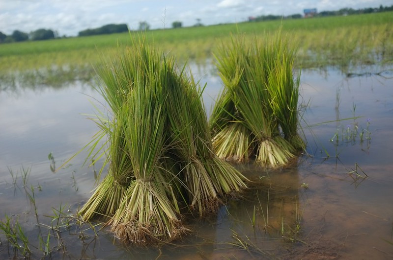 Kampong Thom - Rice Paddy 2