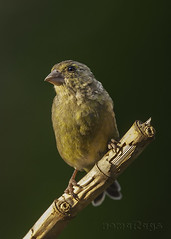 Verderón - Carduelis chloris  - Verderolo común - Greenfinch