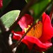 Red Camellia Flowers - 2