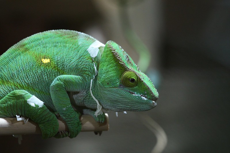 A Chameleon