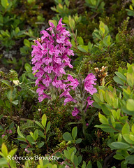 Flowers of Alaska 2013