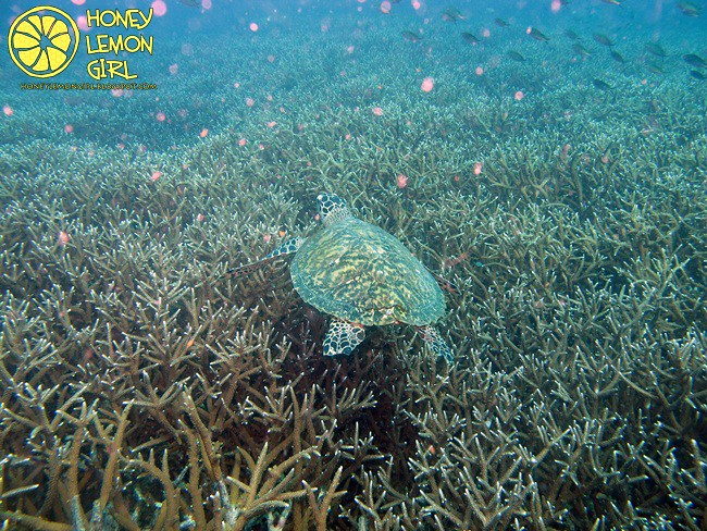5D4N_Tioman Island_Diving-023
