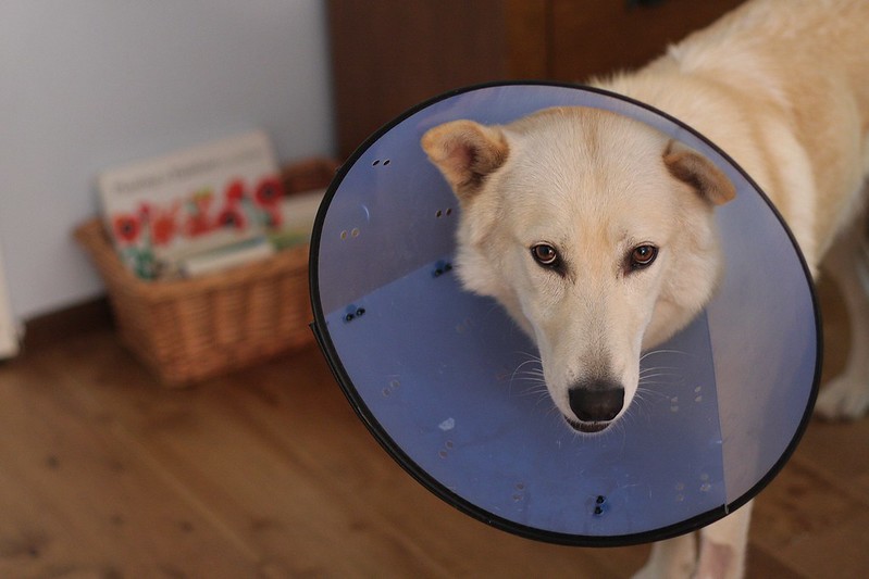 Put him in the cone of shame