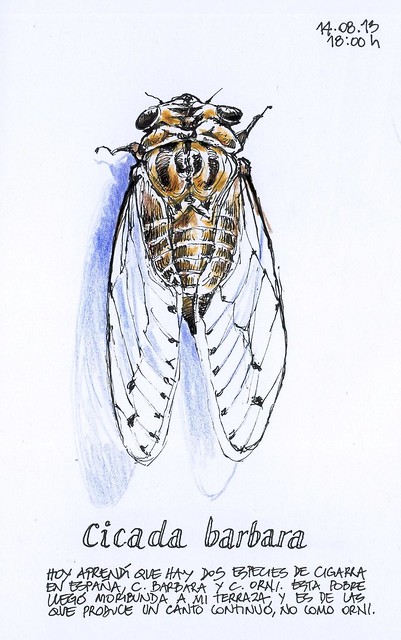 cicada barbara