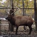 And then also there was an elk.