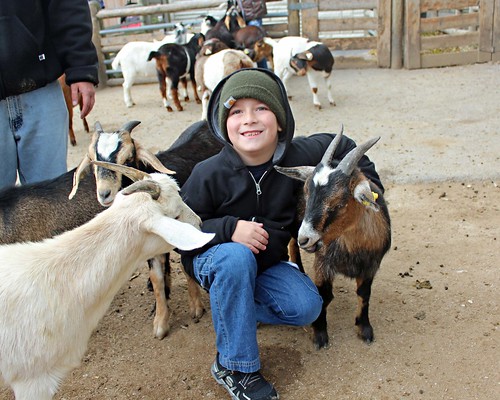 Grants Farm - Goats