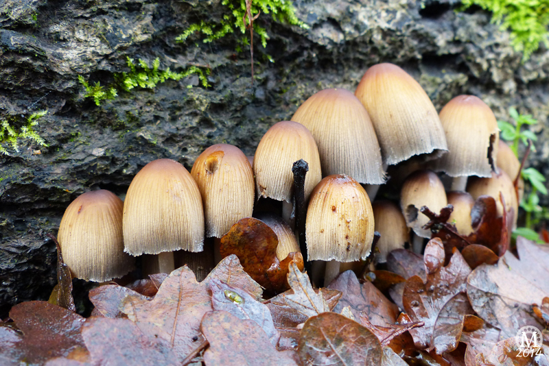 fungi-toadstools-mushrooms-bedfords-country-park-essex (8)