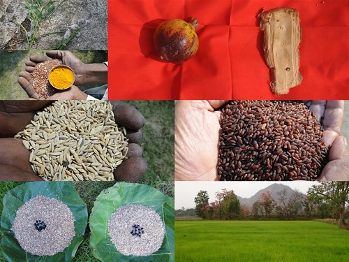 Validated and Potential Medicinal Rice Formulations for Hypertension (High Blood Pressure) with Diabetes mellitus Type 2 Complications (TH Group-294) from Pankaj Oudhia’s Medicinal Plant Database by Pankaj Oudhia