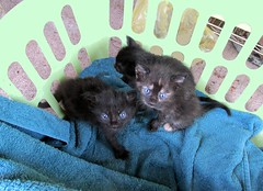 Kittens 3