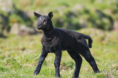 Saeftinger Lamb