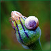Le bourgeon et l'escargot ou la tête d'un caméléon